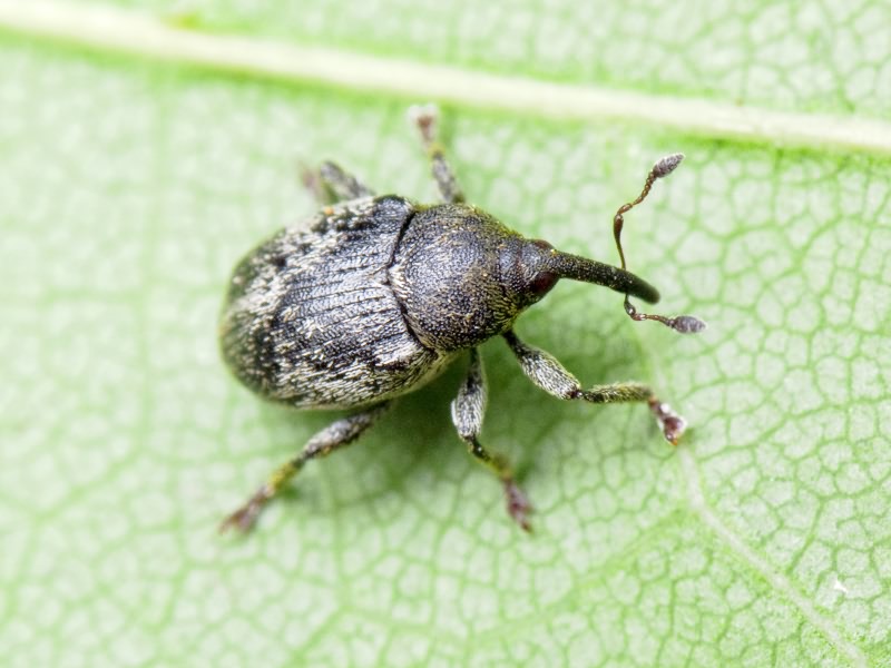 Sibinia Germar, 1874